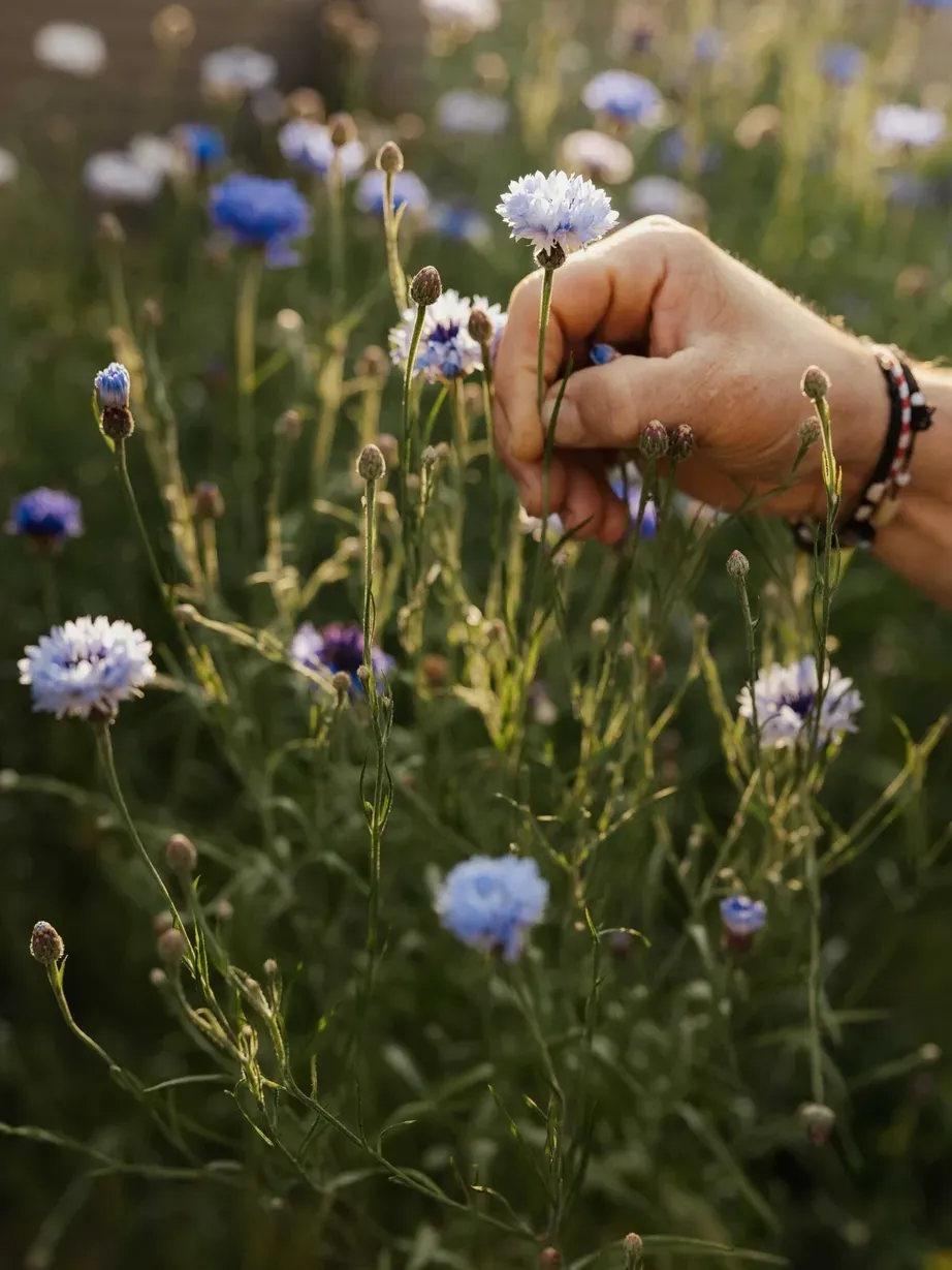 A hand with a beaded bracelet holds a pale blue cornflower among tall wildflowers in a sunlit field.