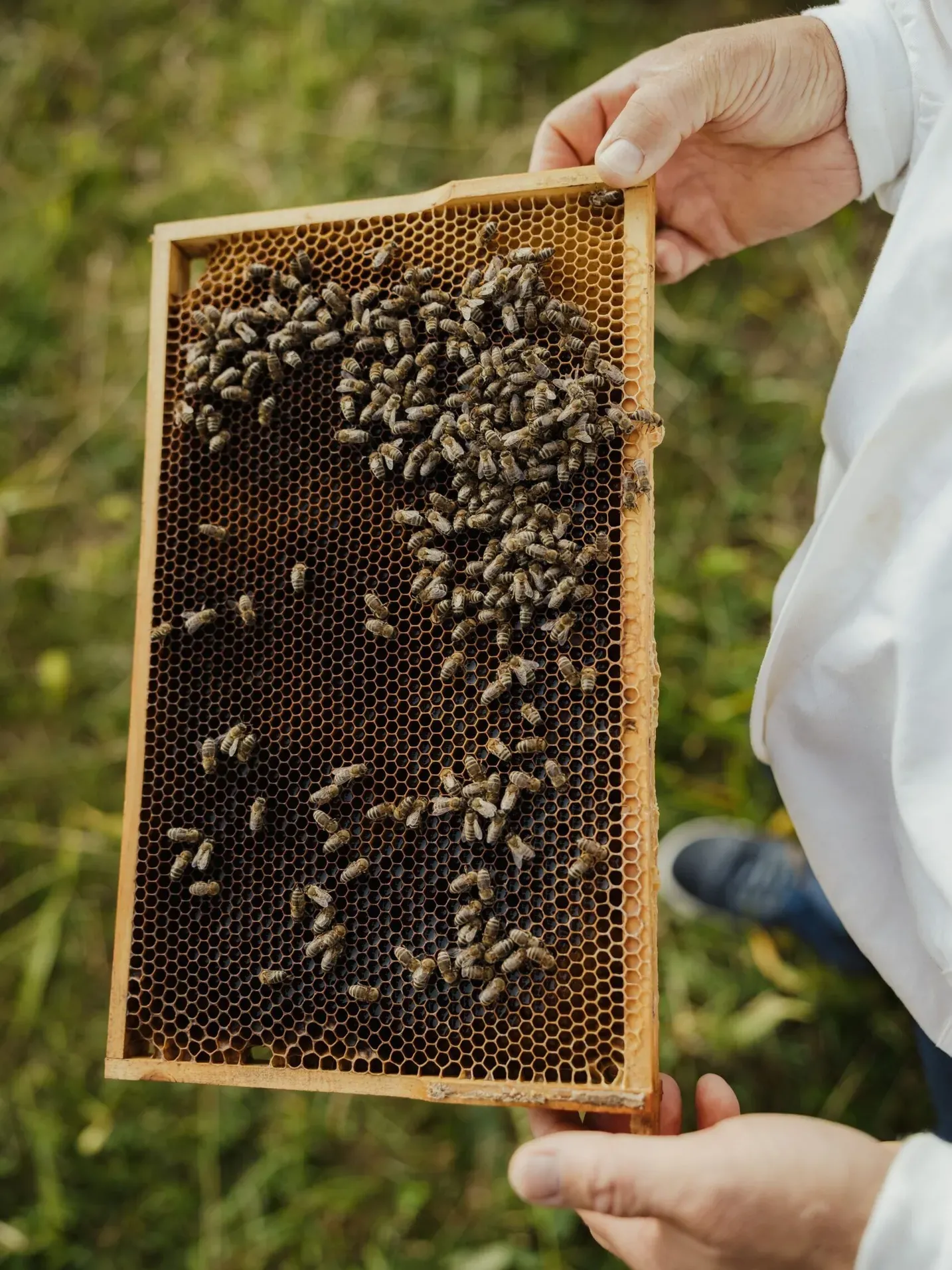 Person in a white sleeve holding a wooden honeycomb frame filled with bees, outdoors in Alta Badia, Dolomites.