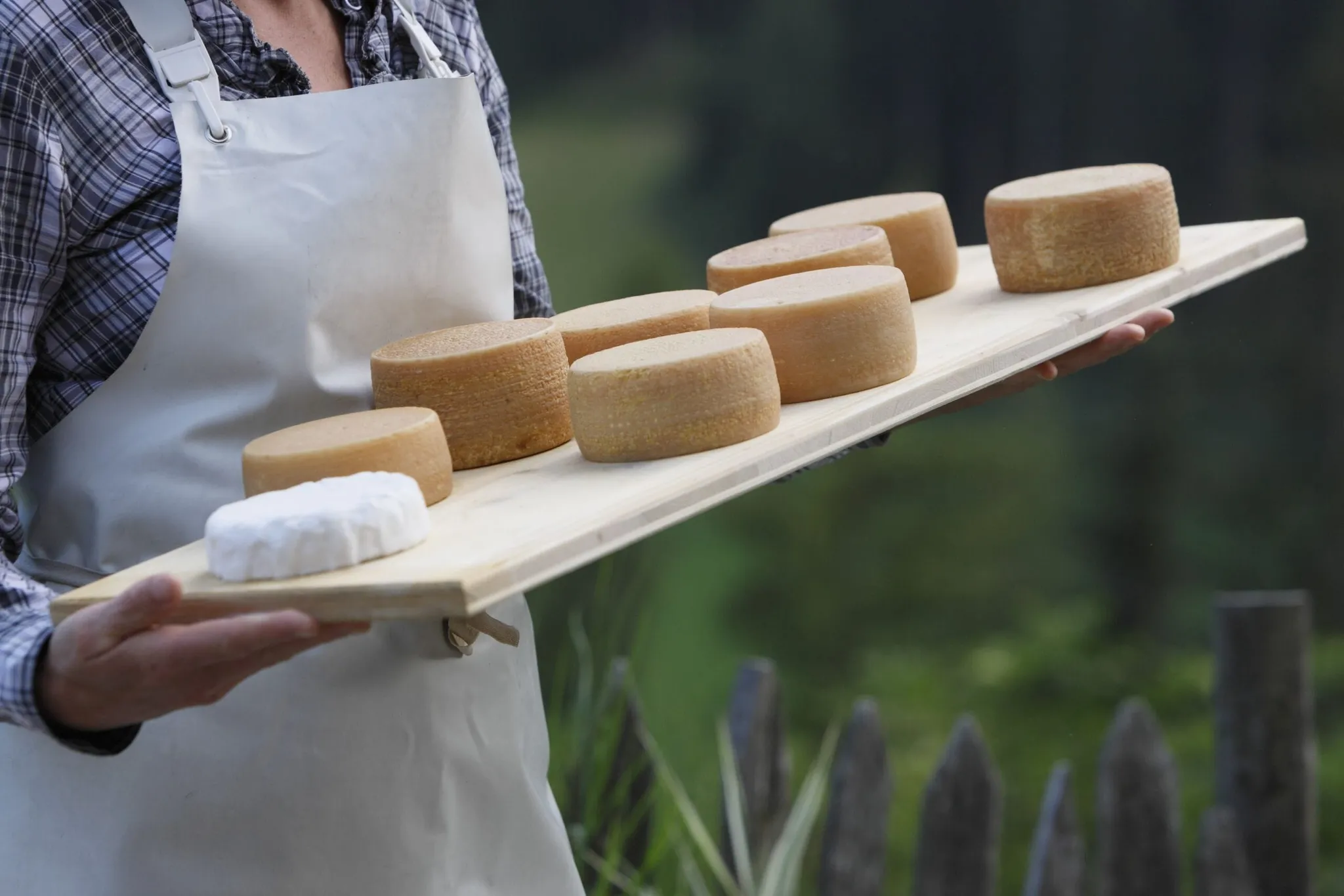 Person in a plaid shirt and white apron holds a wooden board with round cheeses outdoors in Alta Badia, Dolomites; blurred fence and greenery behind.
