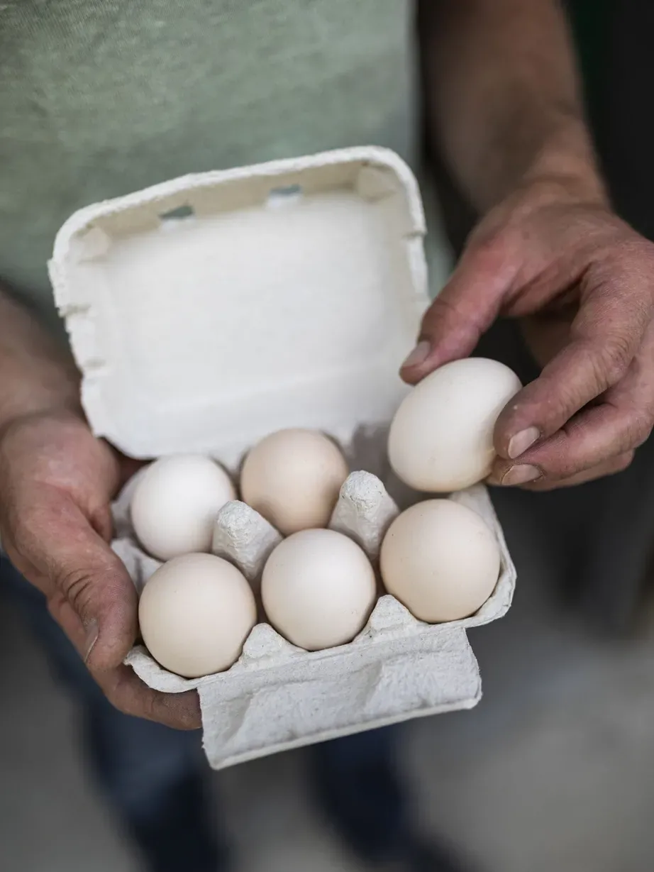 Close-up of weathered hands holding an open egg carton with several white eggs.
