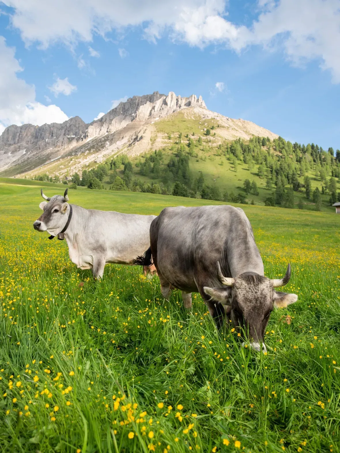 Two cows grazing in a sunny Alta Badia meadow, dotted with yellow wildflowers, with green hills and Dolomites peaks under a blue sky.