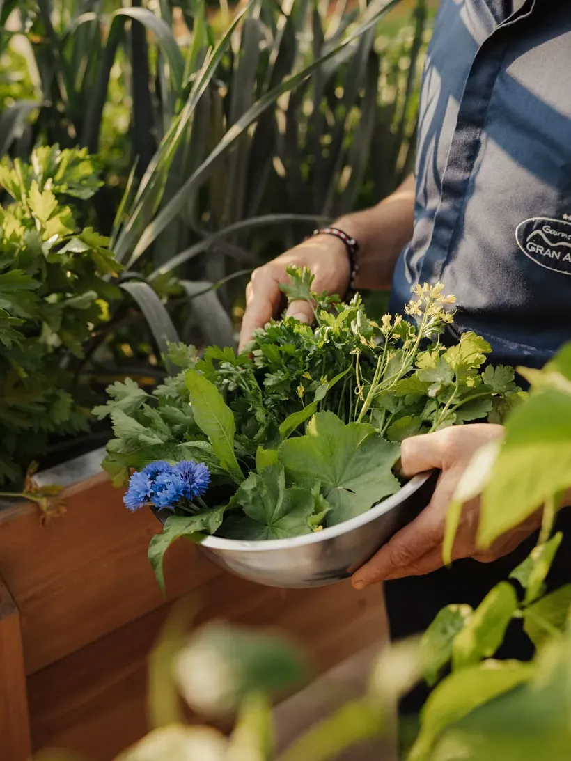 Person in a blue shirt holds a metal bowl of mixed fresh herbs with a blue flower, in an Alta Badia, Dolomites garden.