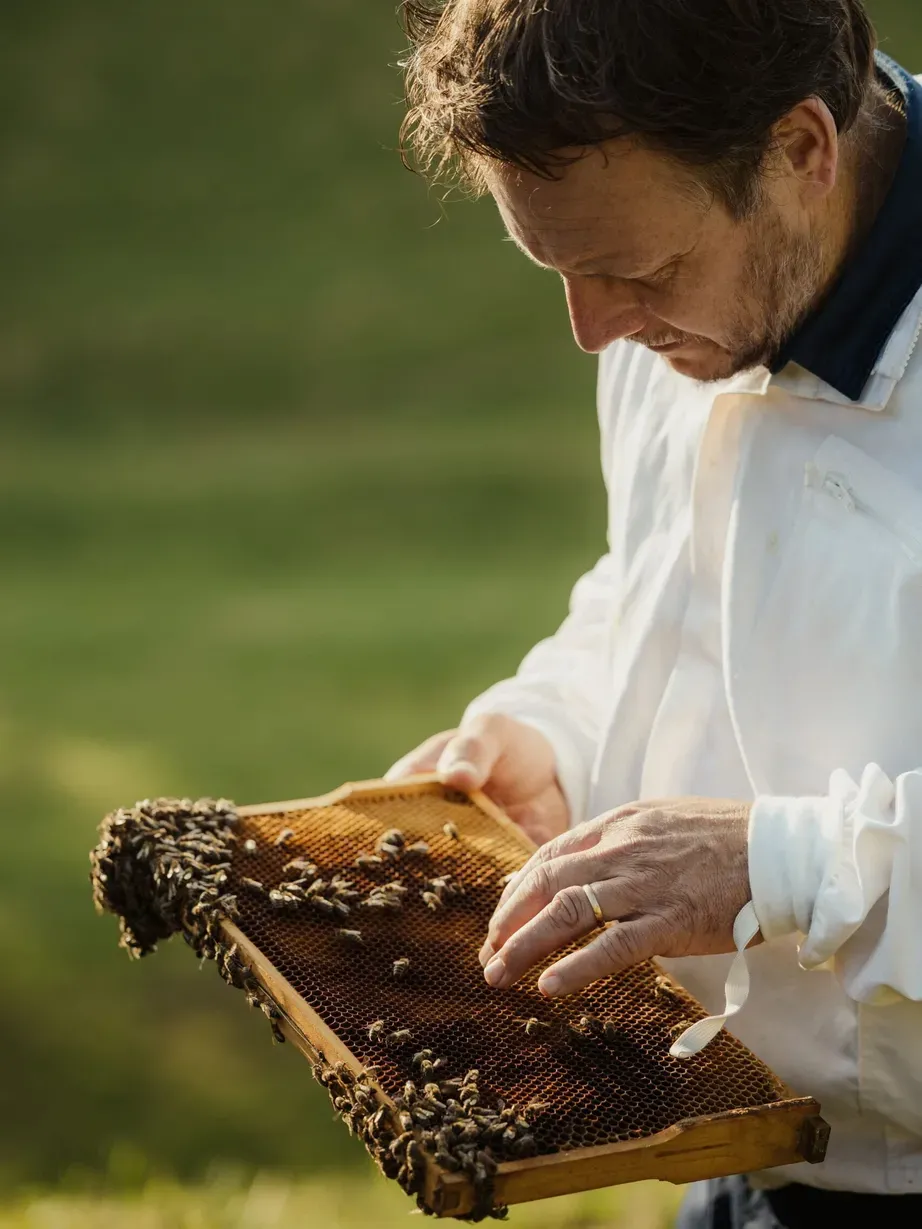 A person in a white shirt inspects a honeycomb frame covered with bees outdoors, with green hills in the Dolomites.
