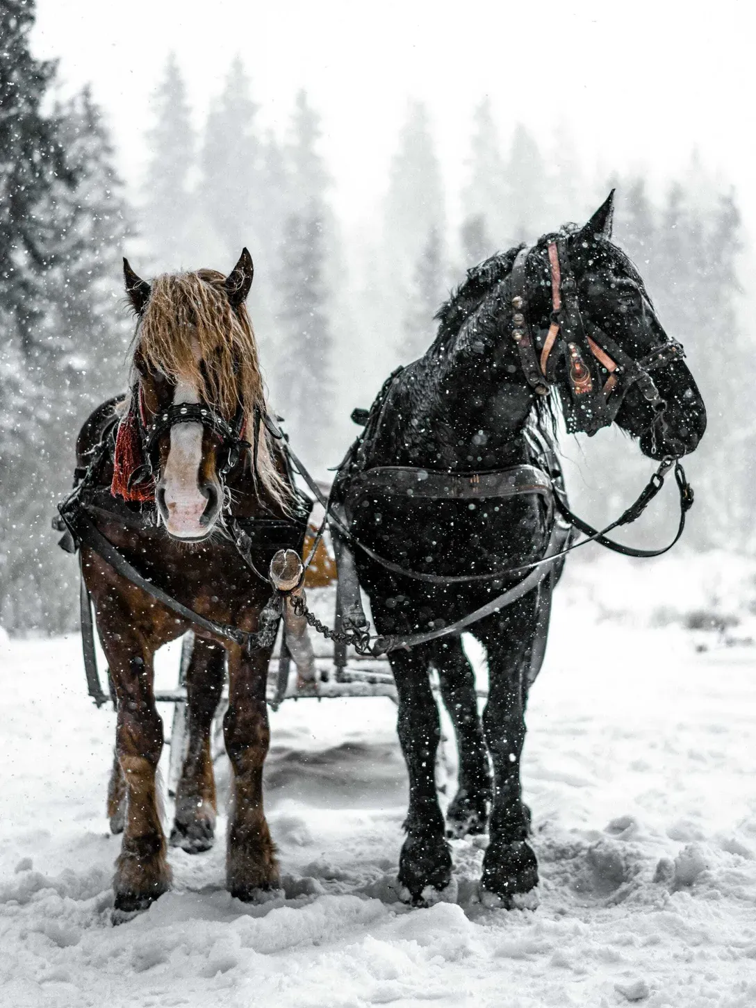 Due cavalli al traino in una nevicata, con briglie di cuoio. Neve cade; sfondo di pini innevati.