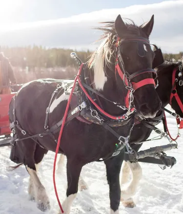 Due cavalli neri con bardature rosse trainano una slitta rossa su neve; paesaggio invernale di Alta Badia, Dolomiti, con una persona al sedile sullo sfondo.