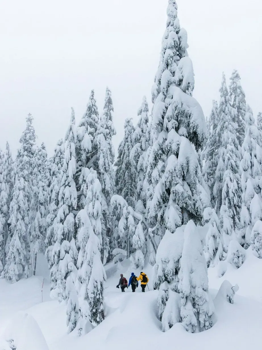 Snow-covered evergreen trees in Alta Badia, Dolomites, with three hikers in bright jackets trekking through a deep winter forest.