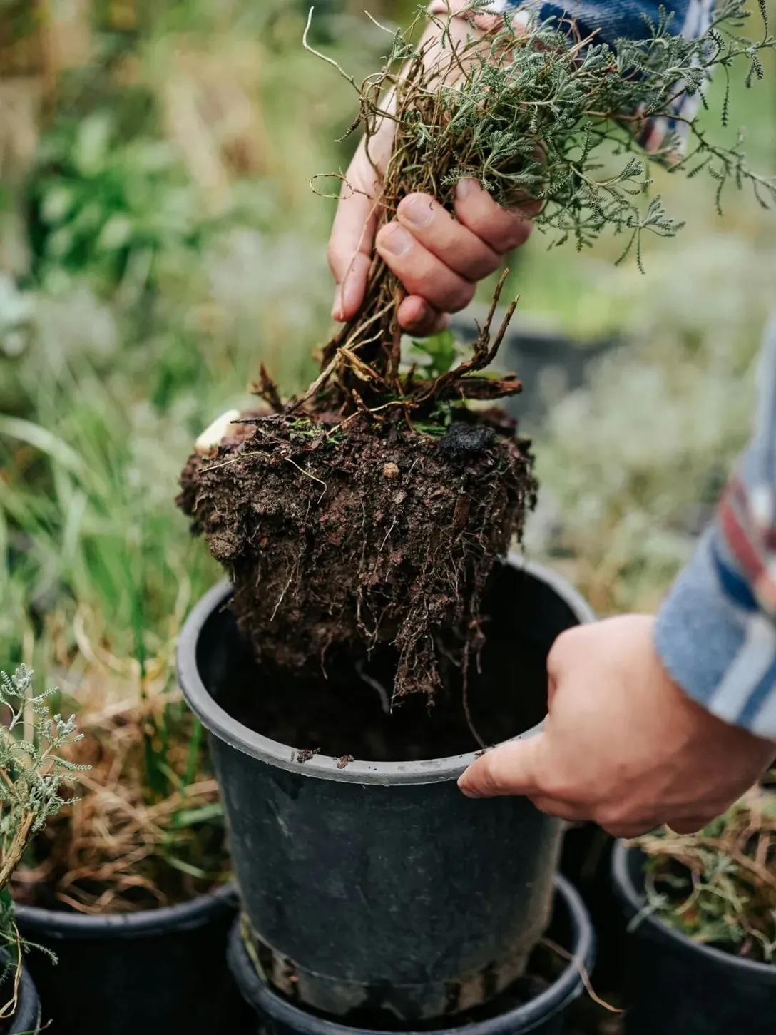 Una persona sposta una zolla di terra con radici in un vaso di plastica nero in un giardino all’aperto ad Alta Badia, Dolomiti.