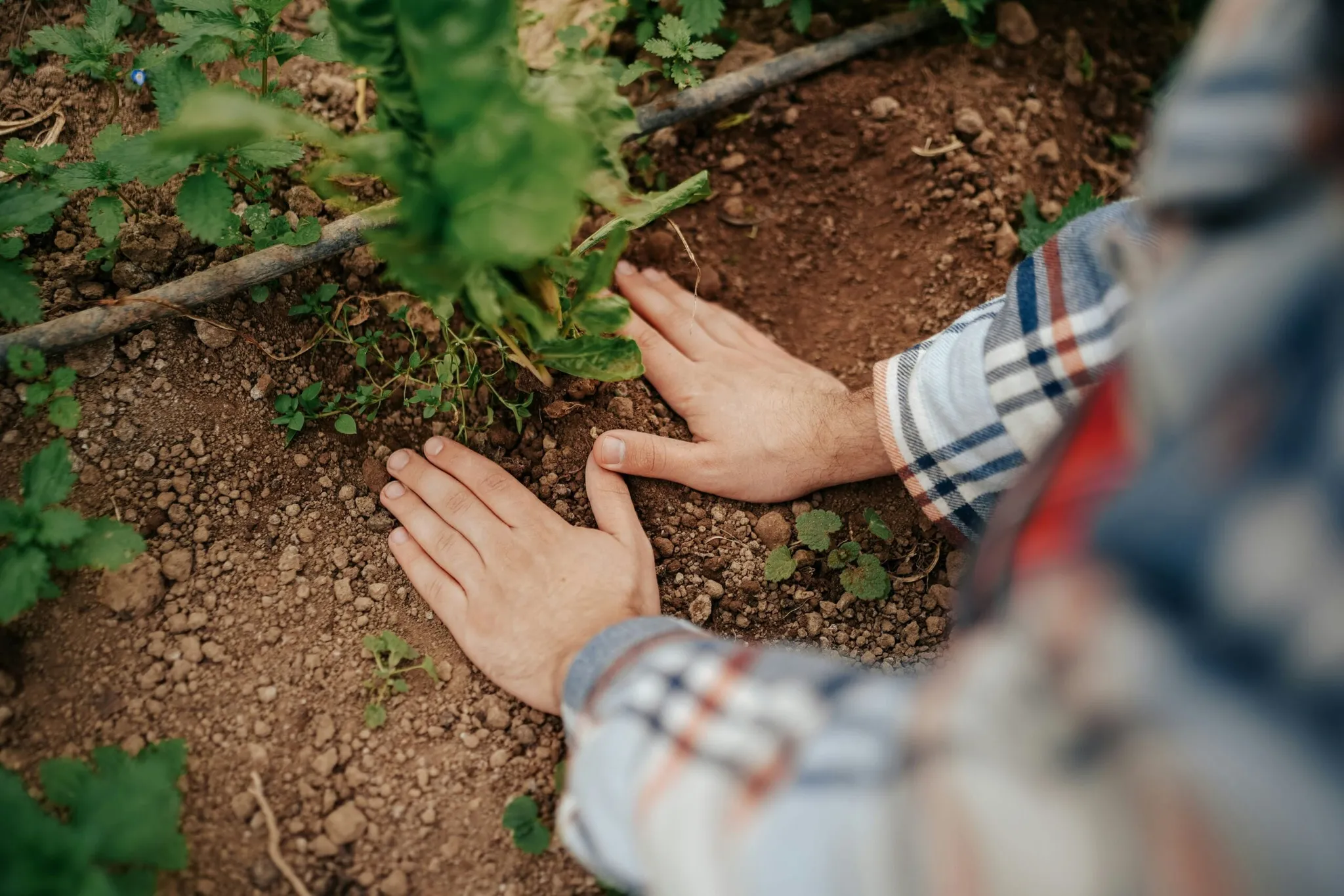 Hands in a plaid shirt press soil around a young plant in a garden bed, Alta Badia, Dolomites.