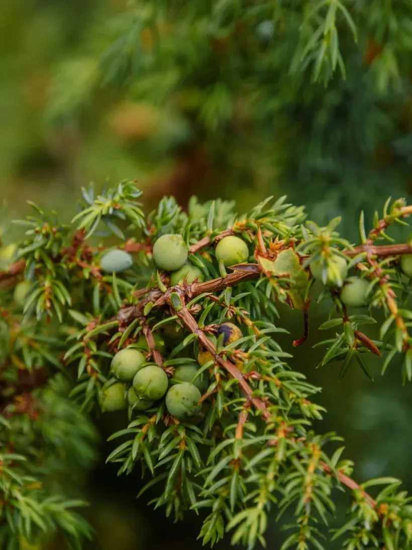 Close-up of a juniper branch with green berries and needle-like leaves against a blurred green background, Alta Badia, Dolomites.