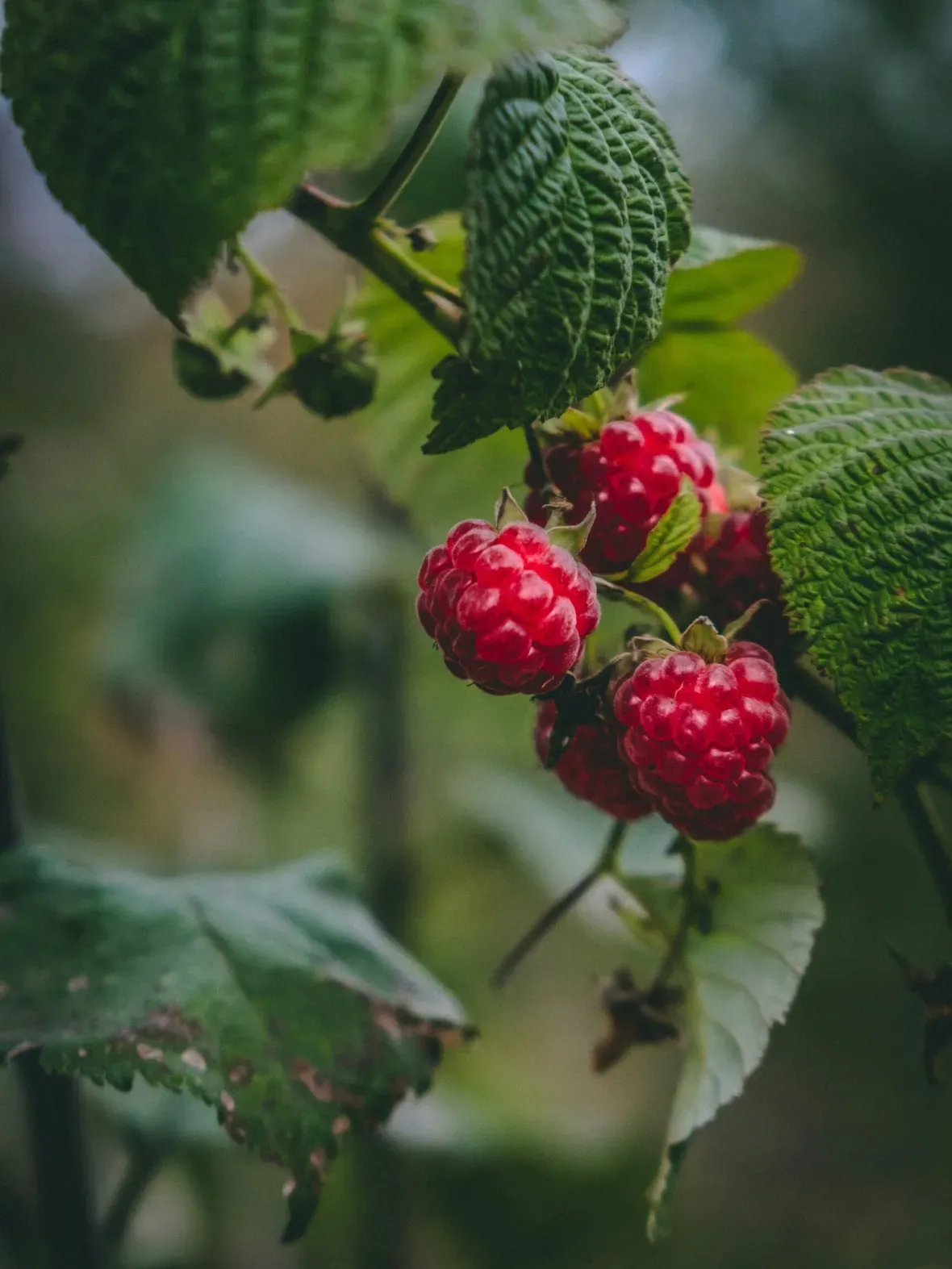 Close-up of bright red raspberries on a leafy bramble, outdoors in Alta Badia, Dolomites, with a soft green background.